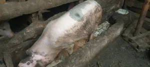 Pregnant Gilt