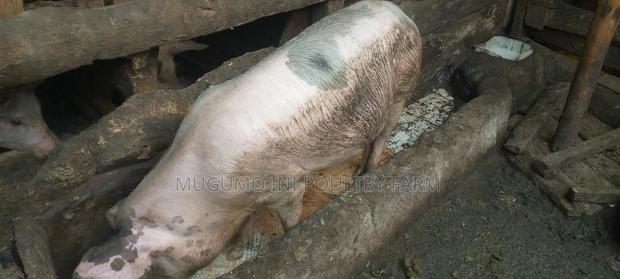 Pregnant Gilt - thumbnail 6