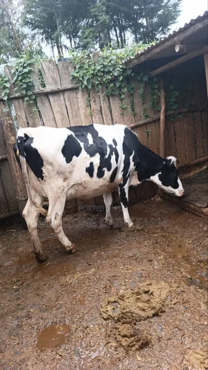 Nice Heifer