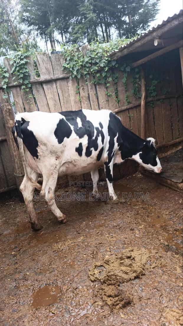Nice Heifer