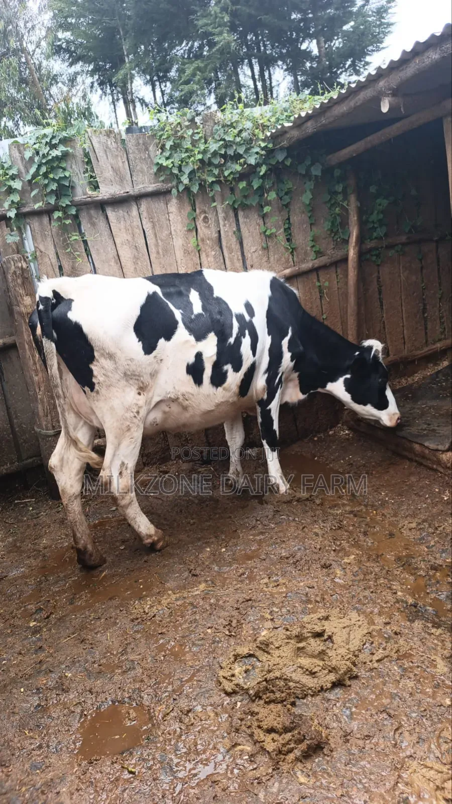 Nice Heifer
