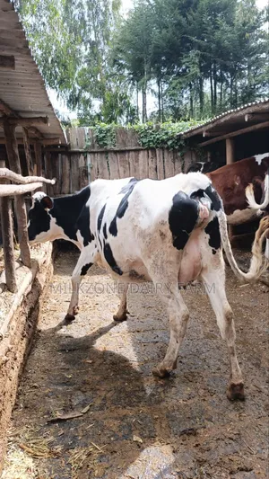 Nice Heifer
