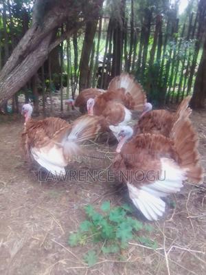 Red Barboun Toms - thumbnail 2