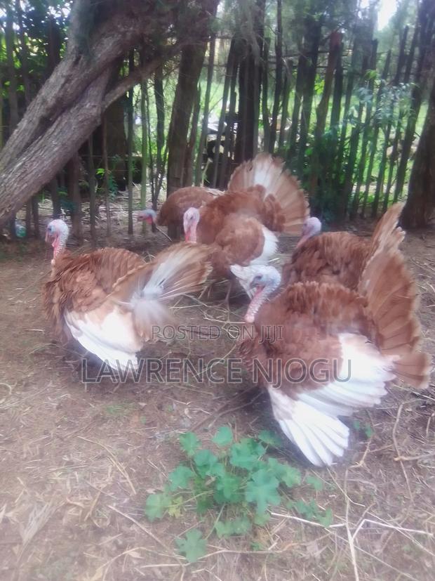 Red Barboun Toms - main view