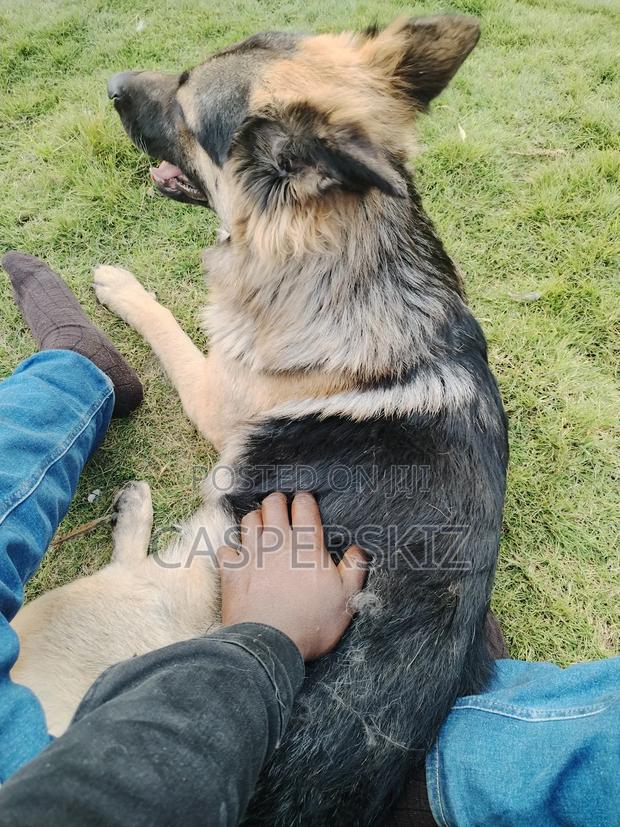 1+ year Male Purebred German Shepherd - main view