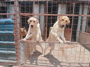 1+ year Female Purebred Labrador Retriever