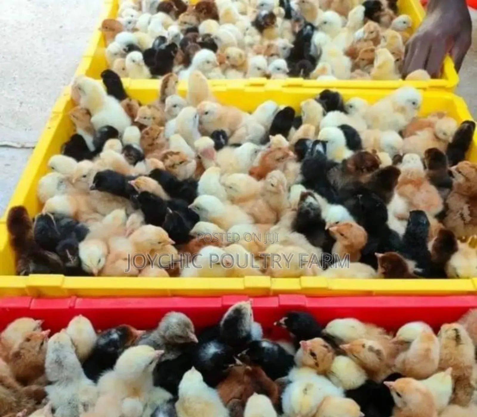 Day Old Improved Kienyeji Chicks