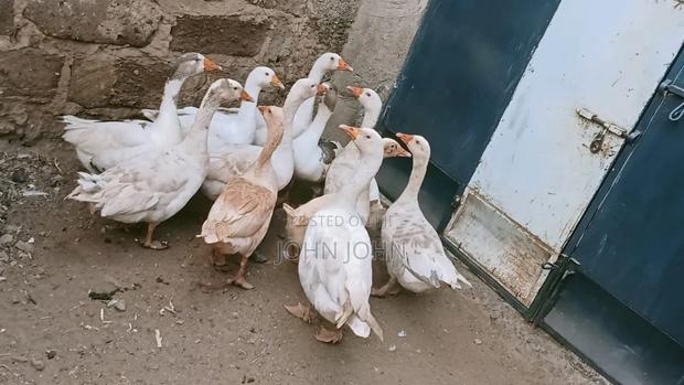 Goose Bird - main view