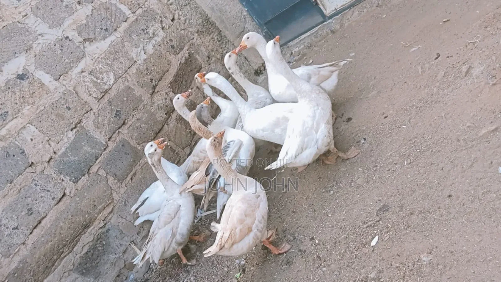 Goose Bird