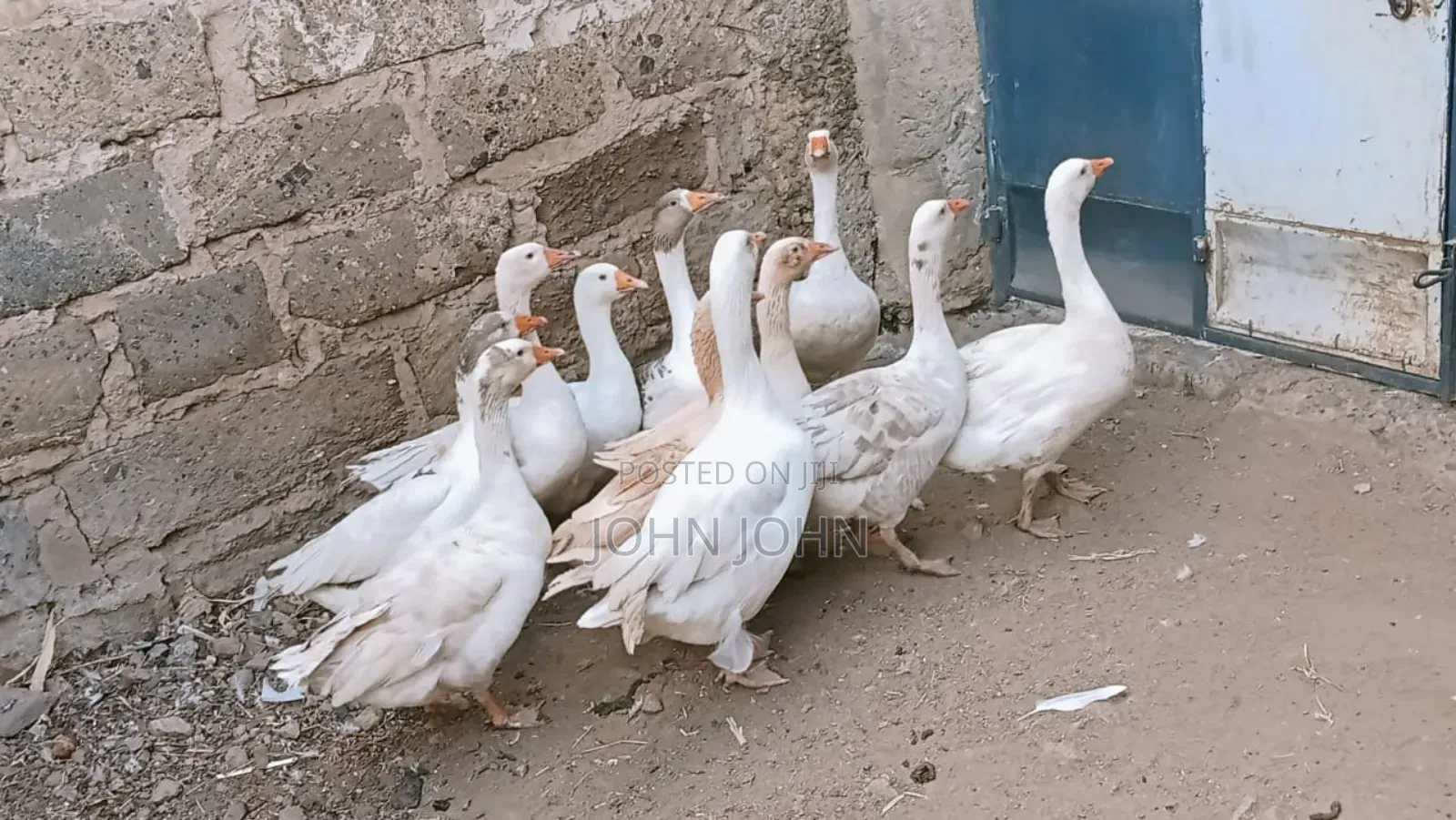 Goose Bird