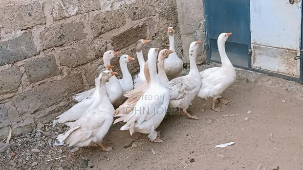 Goose Bird - thumbnail 4