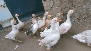 Goose Bird