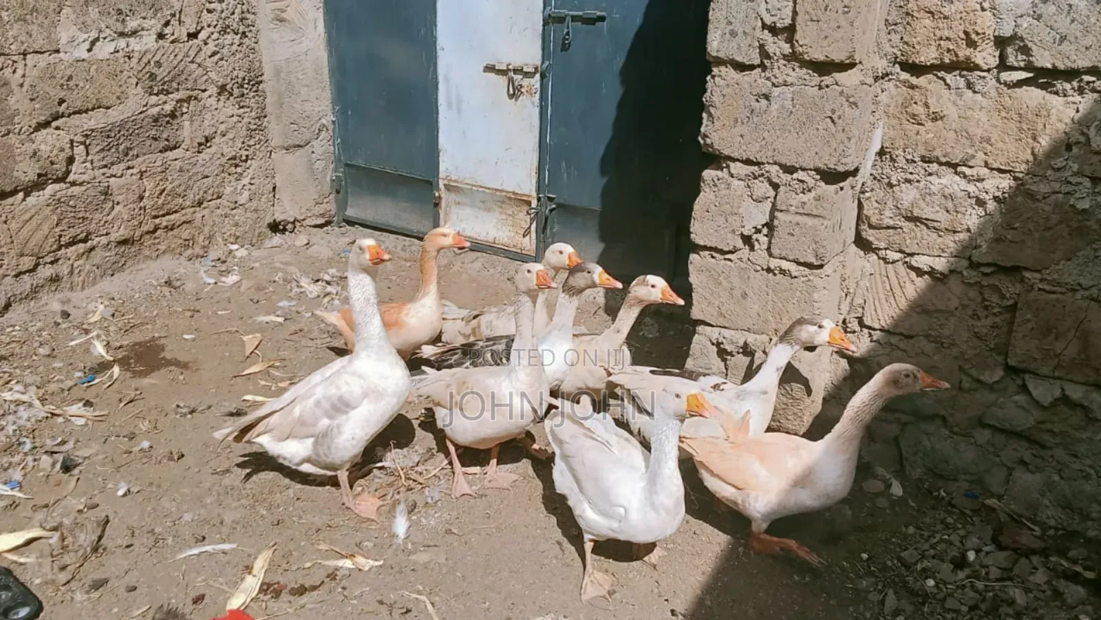 Goose Bird