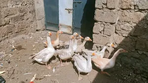 Goose Bird
