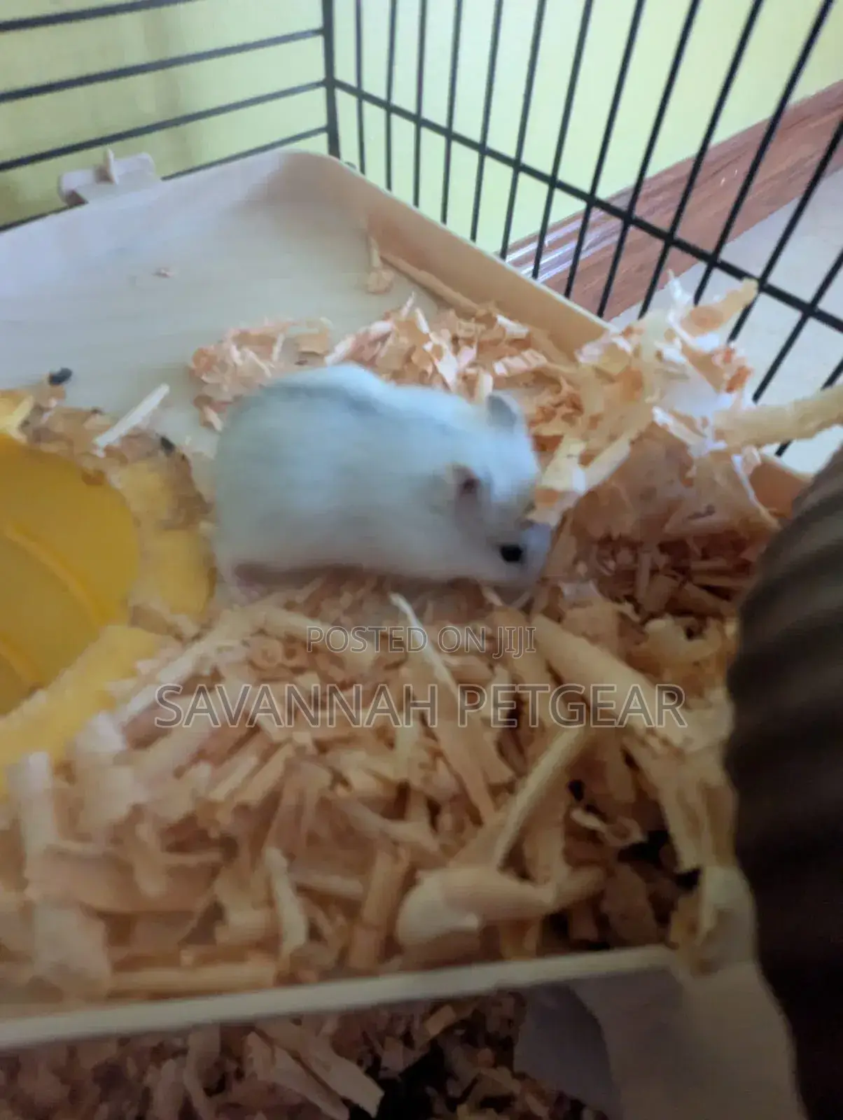 Winter White Dwarf Hamster/ Campbell's Dwarf Hamster + New Cage Set
