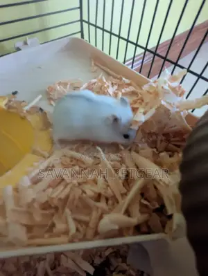 Winter White Dwarf Hamster/ Campbell's Dwarf Hamster + New Cage Set