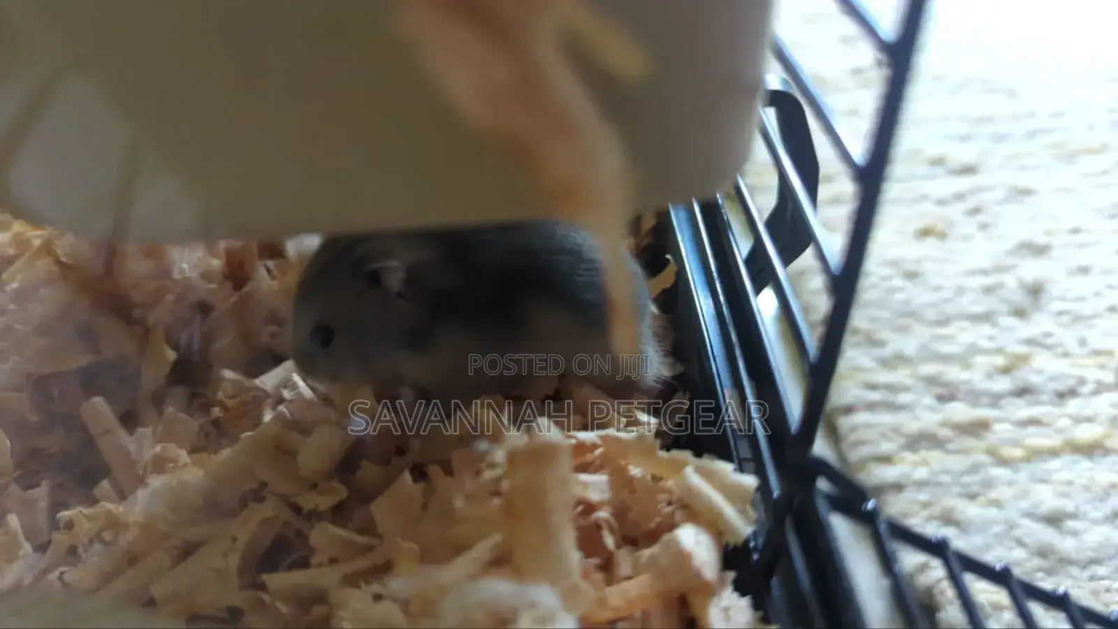 Winter White Dwarf Hamster/ Campbell's Dwarf Hamster + New Cage Set
