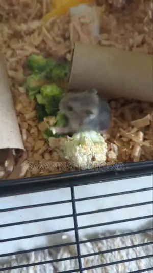 Winter White Dwarf Hamster/ Campbell's Dwarf Hamster + New Cage Set
