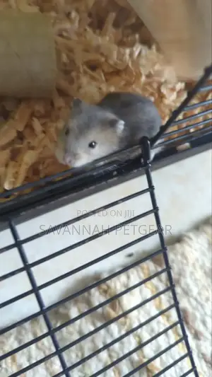 Winter White Dwarf Hamster/ Campbell's Dwarf Hamster + New Cage Set