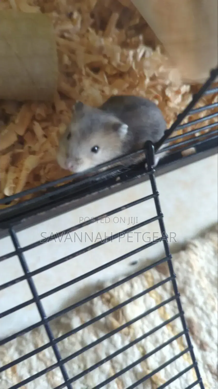 Winter White Dwarf Hamster/ Campbell's Dwarf Hamster + New Cage Set