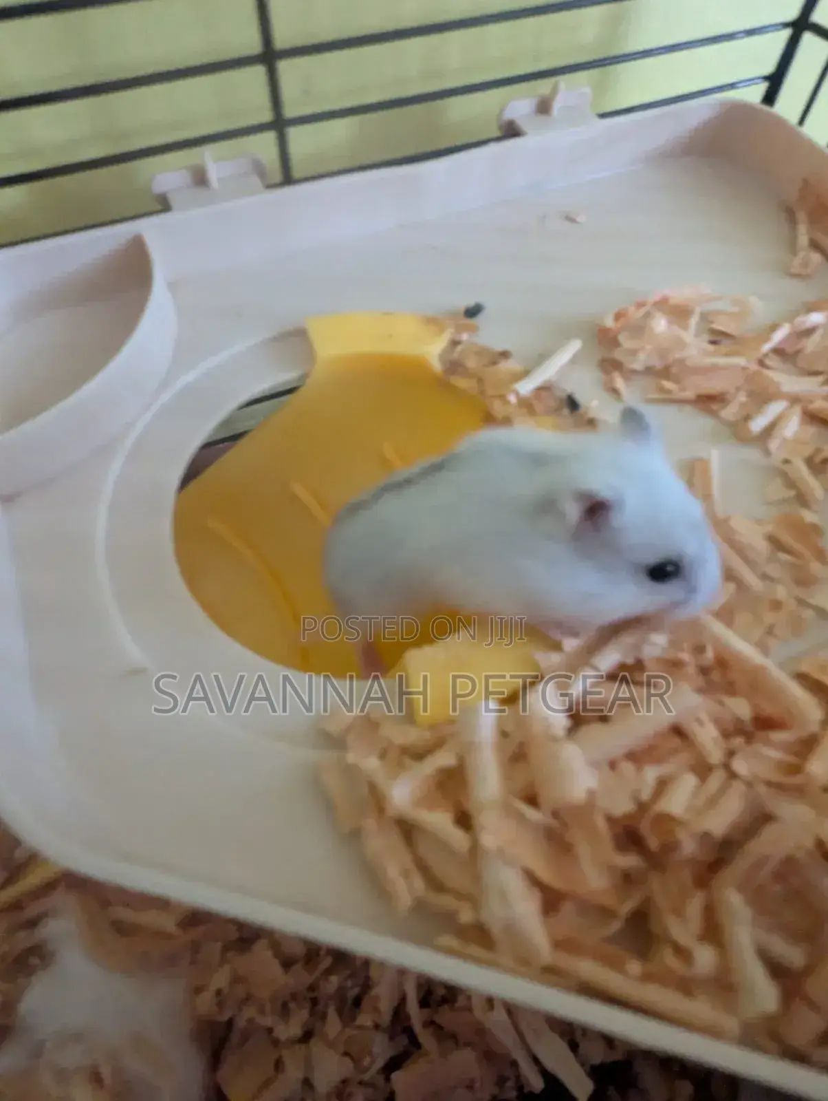 Winter White Dwarf Hamster/ Campbell's Dwarf Hamster + New Cage Set