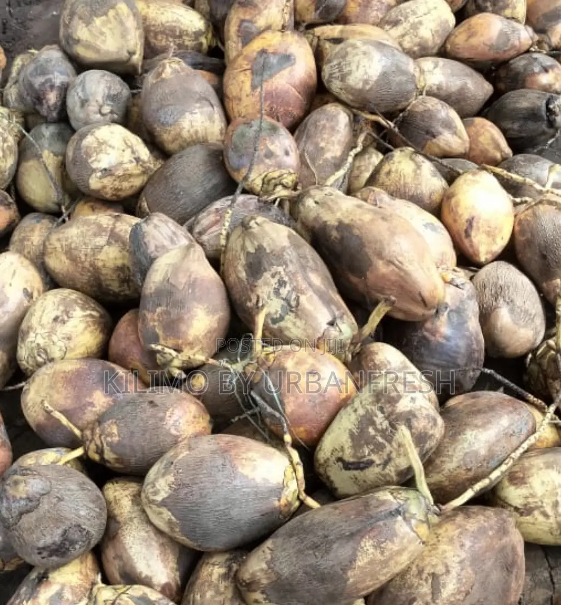 Coconut Planting Seeds : Dwarf / Tall. 10 Seeds Per Order.
