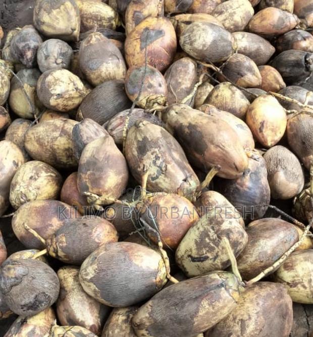 Coconut Planting Seeds : Dwarf / Tall. 10 Seeds Per Order.