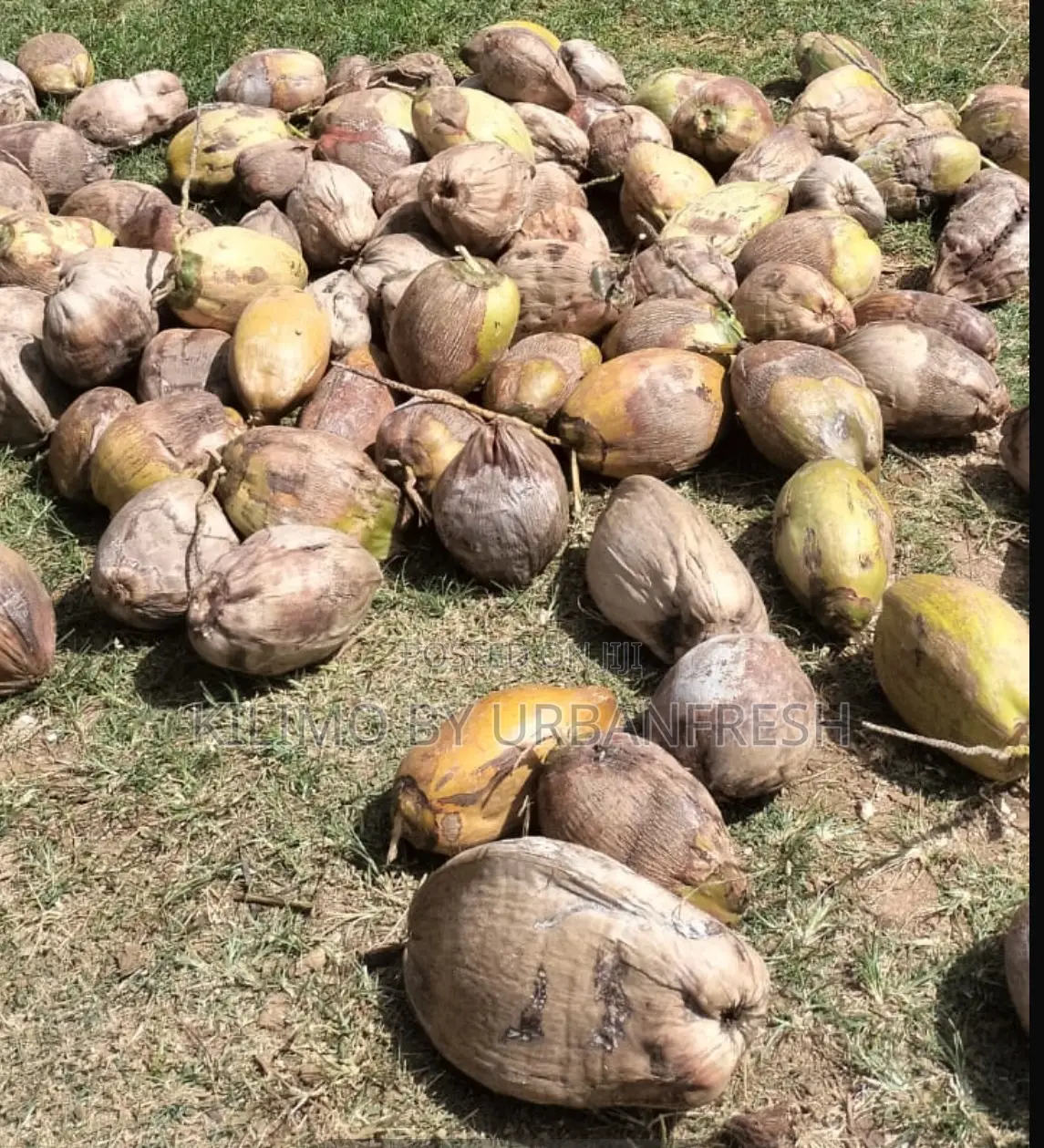 Coconut Planting Seeds : Dwarf / Tall. 10 Seeds Per Order.