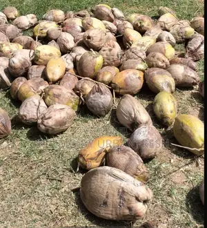 Coconut Planting Seeds : Dwarf / Tall. 10 Seeds Per Order.