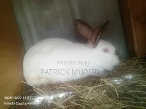 Rabbits for Sale Mature 3000, Bunnies at 1000