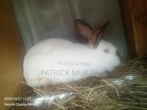 Rabbits for Sale Mature 3000, Bunnies at 1000