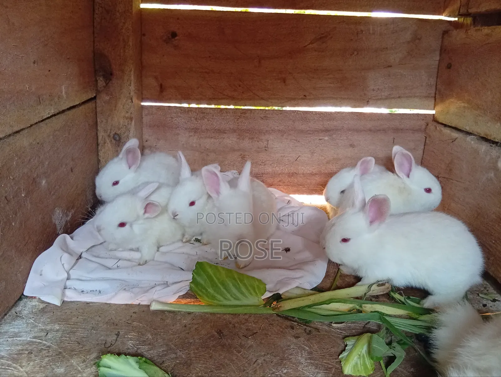 Bunnies on Sale