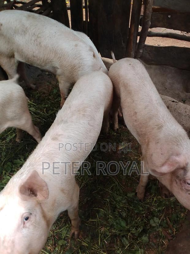 Large White Pigs - main view