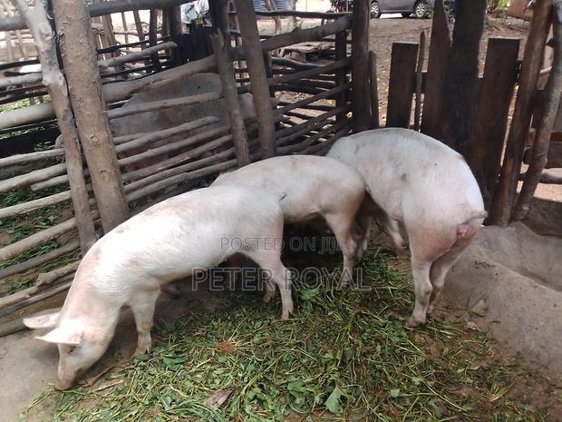 Large White Pigs - thumbnail 3