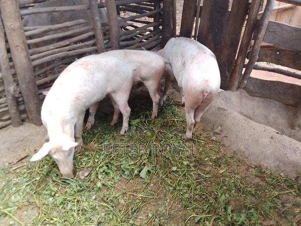 Large White Pigs - thumbnail 4