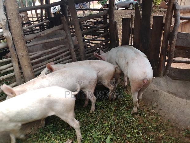 Large White Pigs - thumbnail 5