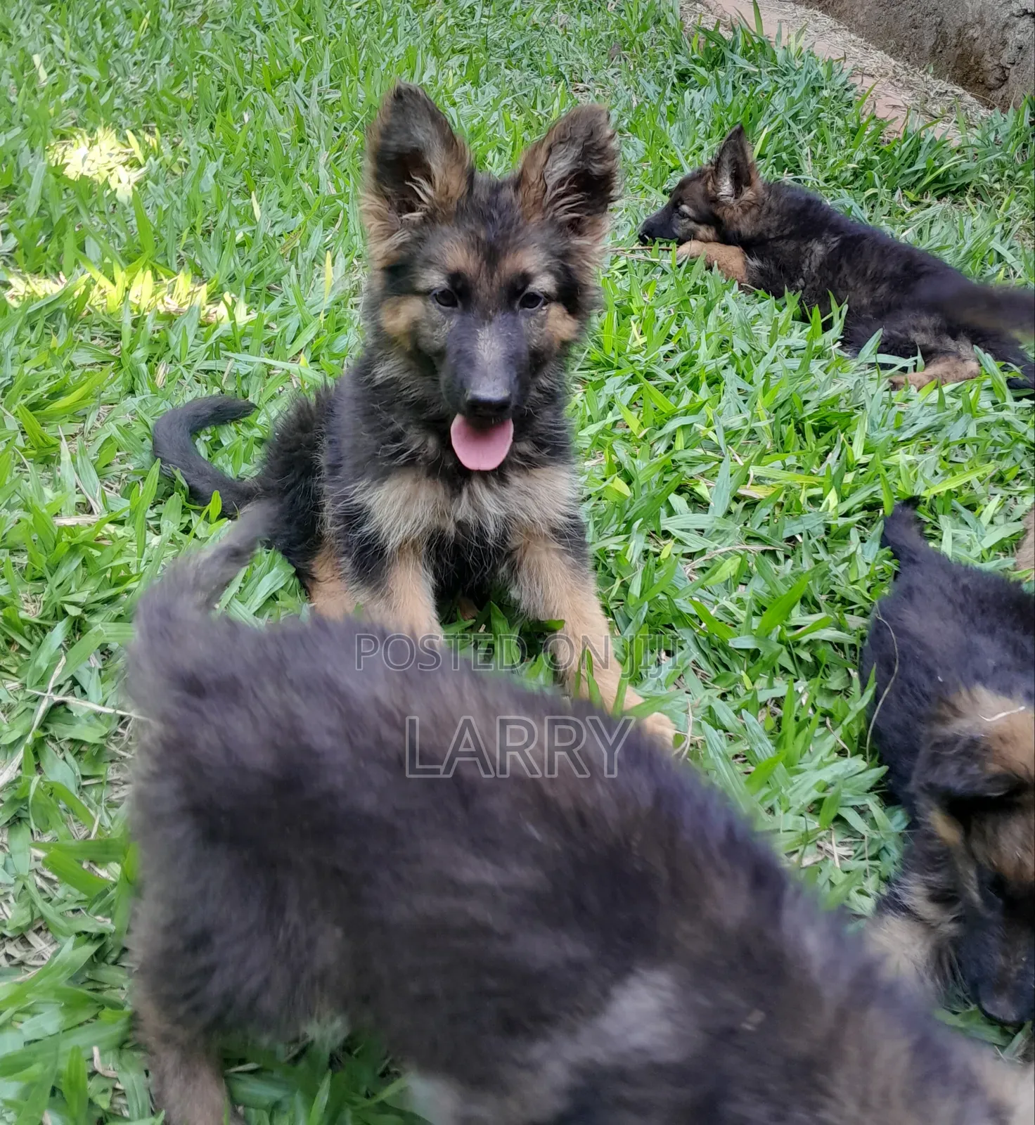 1-3 months Male Purebred German Shepherd