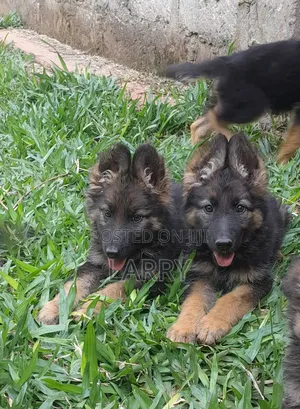1-3 months Female Purebred German Shepherd