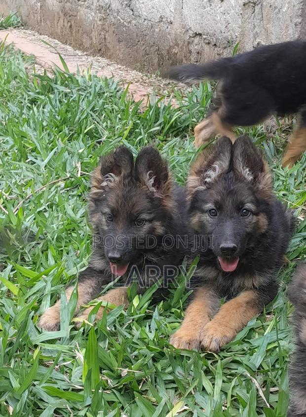 1-3 months Female Purebred German Shepherd