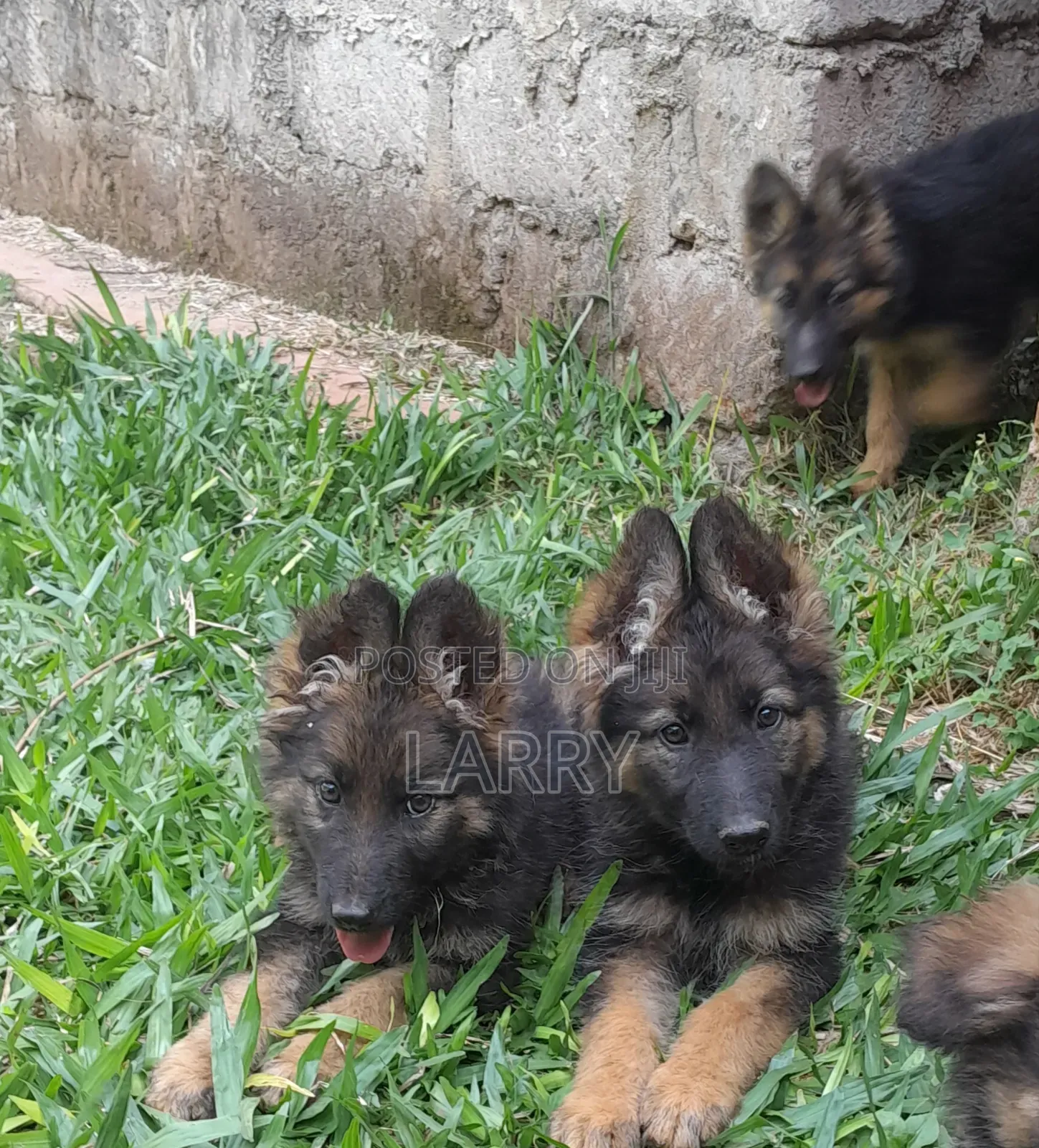 1-3 months Female Purebred German Shepherd
