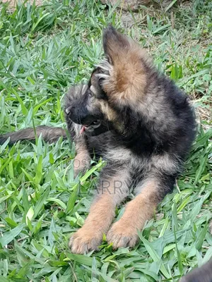 1-3 months Female Purebred German Shepherd