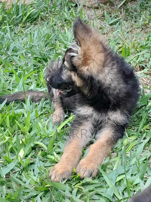 1-3 months Female Purebred German Shepherd - thumbnail 3