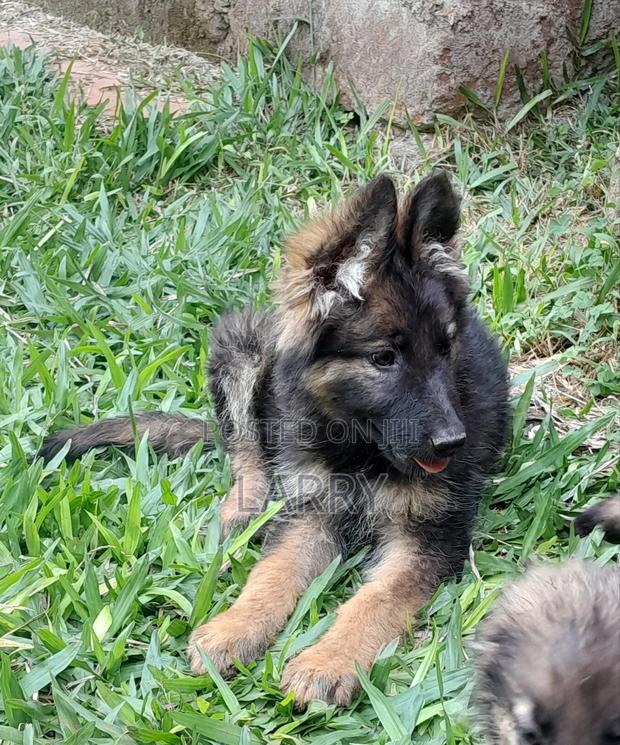 1-3 months Female Purebred German Shepherd - thumbnail 4