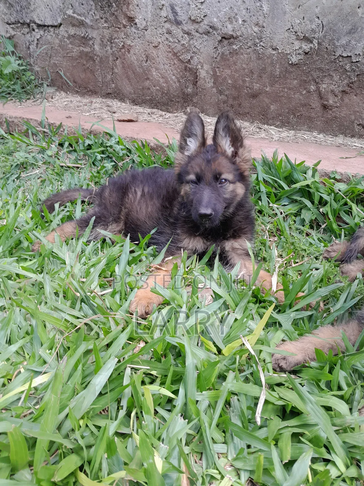 1-3 months Male Purebred German Shepherd