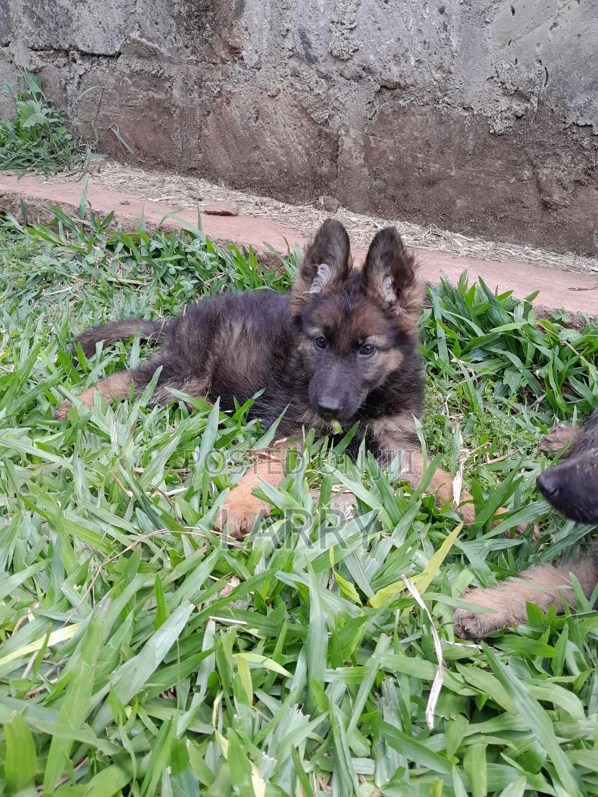 1-3 months Male Purebred German Shepherd