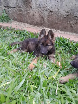 1-3 months Male Purebred German Shepherd