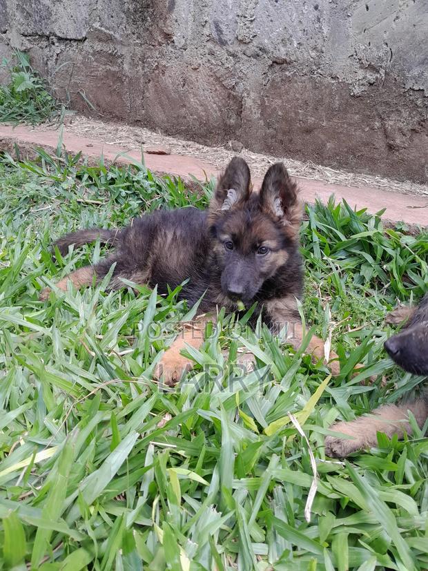 1-3 months Male Purebred German Shepherd - thumbnail 3