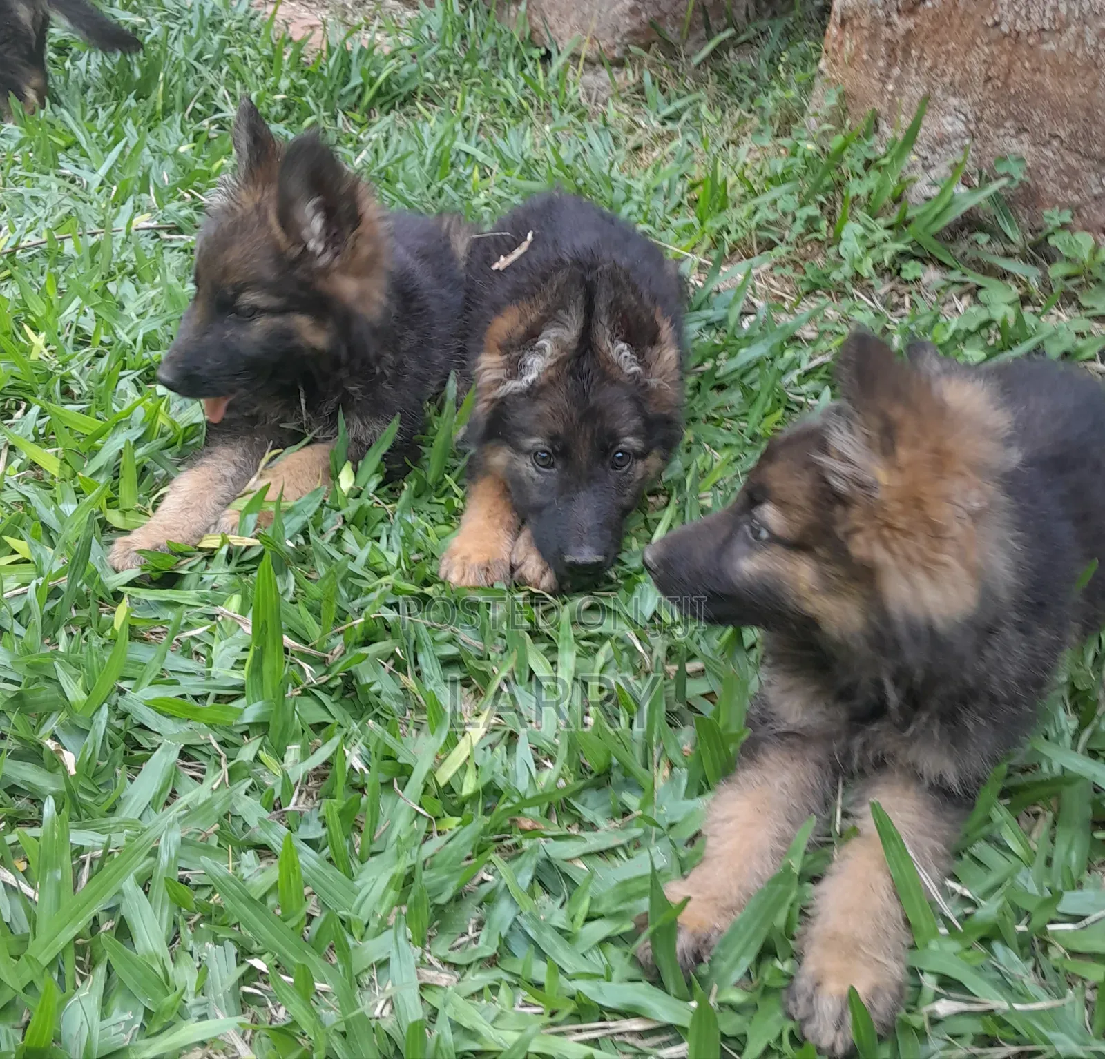 1-3 months Male Purebred German Shepherd