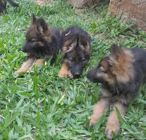 1-3 months Male Purebred German Shepherd