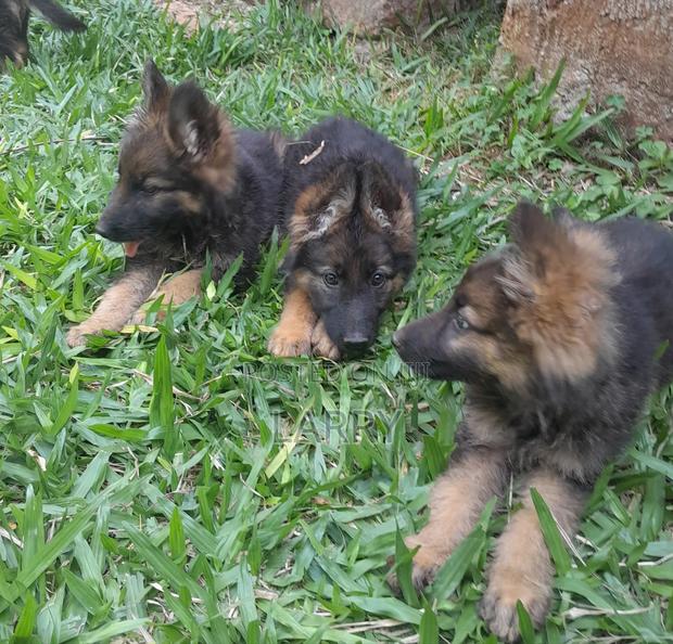 1-3 months Male Purebred German Shepherd - thumbnail 4